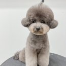 몽트라슈 이미지