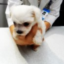 분당파크뷰동물병원 이미지