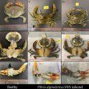 양식 톱날꽃게 (Scylla serrata)의 Vibrio alginolyticus 이미지