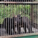 [속보]용인 사육농장서 탈출한 반달가슴곰 1마리 사살 +추가기사 이미지