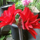 딜리셔스 이미지