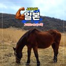 화산목장 | 구마모토 아소산 당일치기 코스 완벽 가이드 쿠사센리 화산 여행