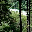 신 황룡 이미지