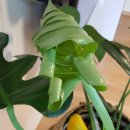 송송테라피 이미지