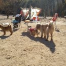 퍼피앤허니 이미지