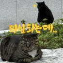 답지 | 수학 답지 베끼는 학생, 선생님이 발견할 수 있을까? [중3 설탭 과외 후기]