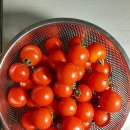 RE:토마토 먹는 법 이미지