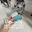 우신장 | [Penovis] 페노비스 고양이 유산균 신장 영양제 급여 후기