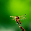 고추잠자리 이미지