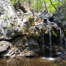 잣나무숲 이미지