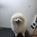 주견야DOG | 남양주애견샵 - 주견야DOG 이용후기