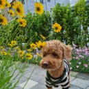 누가꽃이개 이미지