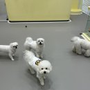 룰루랄라 댕치원 이미지