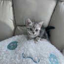 수원고양이분양 도레미캣 이미지