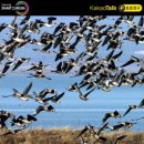 오리 날다 이미지