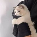 더편한동물병원 이미지