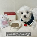 아르 미 | 사료 투정 강아지를 위한 자연식, 강아지화식 아르밀 후기