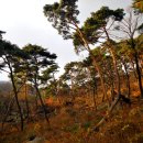 소나무숲 이미지