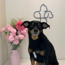 청담동물병원애견미용실 이미지