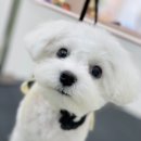 우리댕 이미지