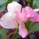 목화(아) 이미지