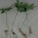 해인농장 이미지