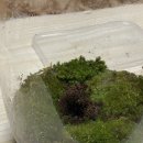 반려식물 테라리움 만들기 이미지