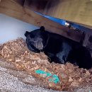 흑곰이다 이미지