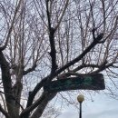 숲속의 섬 이미지