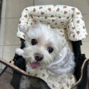 성경완 동물병원 | 말티즈 양쪽 슬개골 탈구 및 양쪽 십자인대 파열 진단부터 수술까지 내돈내산 후기 - 1 진단편