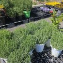 엄궁동 엄궁복국 집 앞 | 엄궁화훼단지 꽃시장 봄 나들이(영업시간·휴무일·주차 정보·화분구매 후기)