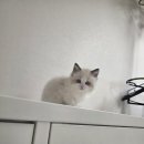 고양이분양 반하나캣 | 저 드디어 고양이 키워요~~!! 파주 반하나캣 방문 후기