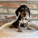 멋진강아지 이미지