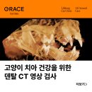 그레이스 고양이 심장&치과병원 이미지