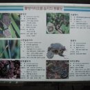 산정  대죽 이미지