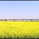 영산강둔치체육공원 | "노란 물결의 향연" 나주 영산강 유채꽃, 둔치체육공원에서 즐기는 봄날의 차박 힐링