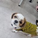 네일이오다