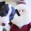 홍은애견미용 이미지