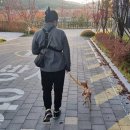 (신규)펫시터(산책·돌봄관리사) | 펫시터 자격증 합격 비결 알바 수입 대공개