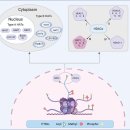 히스톤(HisTone) 네이버블로그