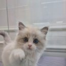 창원고양이분양 퍼스트캣 창원점 이미지