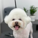 로에펫 이미지