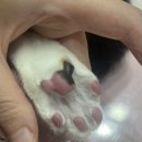 창원고양이미용 무냥무냥 | 창원고양이미용 시원한 여름나기 고양이미용 후기 무냥무냥 상남점