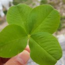 네덜란드풍차농촌체험휴양마을 이미지