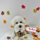 포포펫살롱 이미지