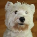 금산 캔넬 이미지