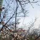 송탄-청북-1003 | 염소들 부산파티 첫날 2023.03.24