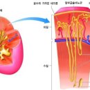 ▣ 신장이란?. 신장에 좋은 식이요법 이미지