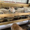 수화목장 이미지