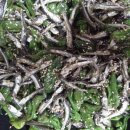 장터야채 이미지